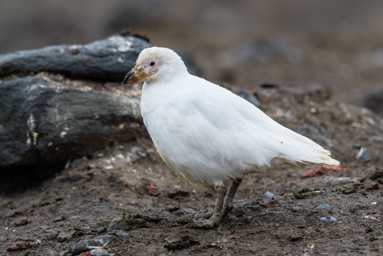 Snowy Sheathbill (Chionis albus)