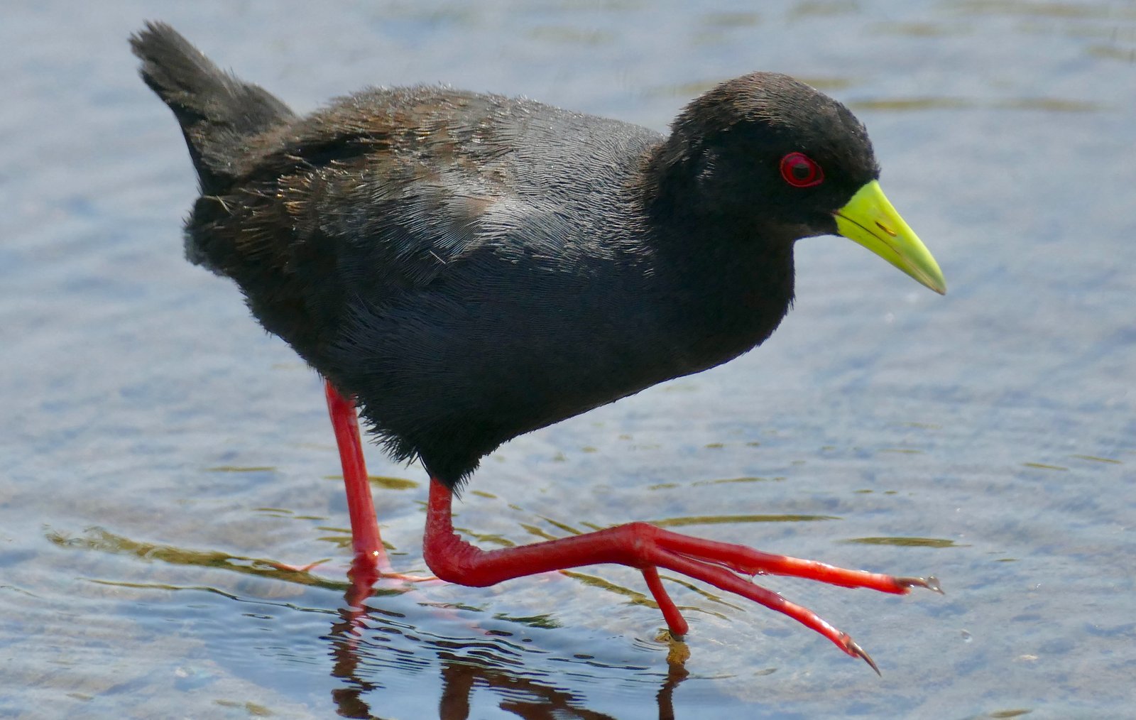 Black Crake (Zapornia flavirostra)