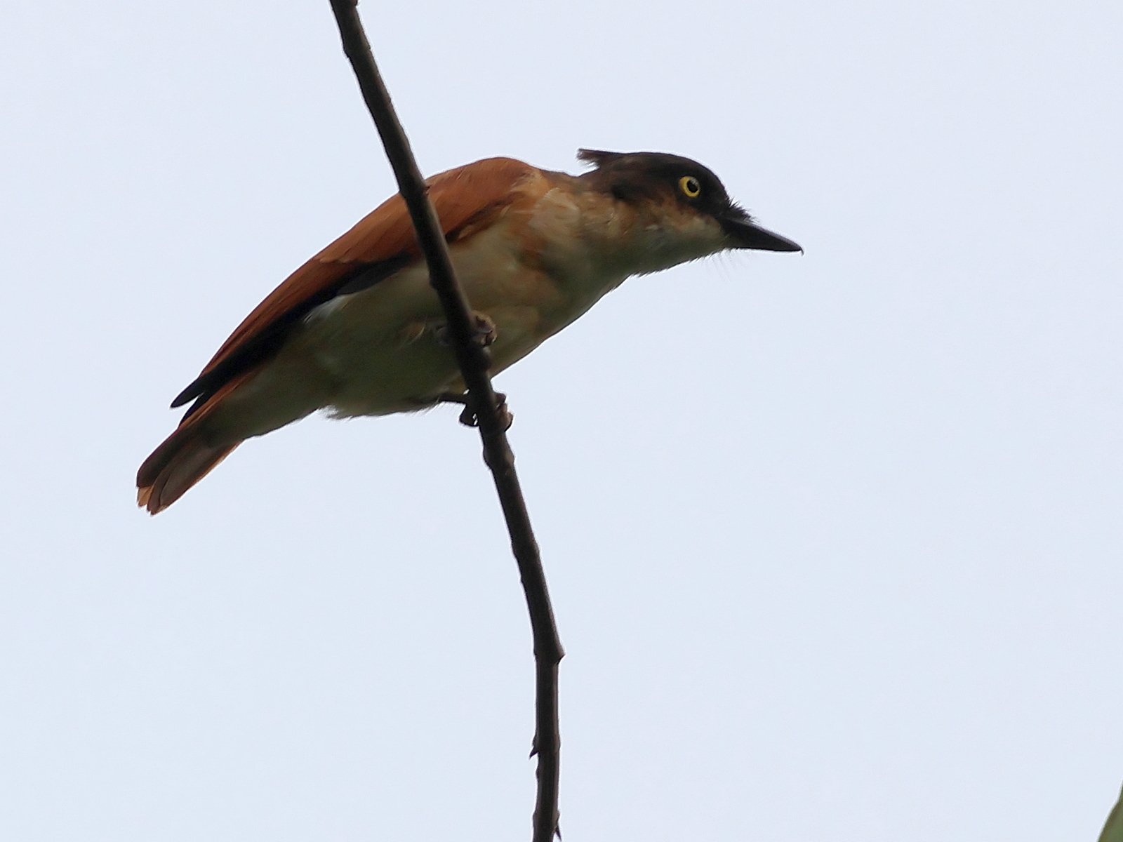Black-and-White Shrike-Flycatcher (Bias musicus)