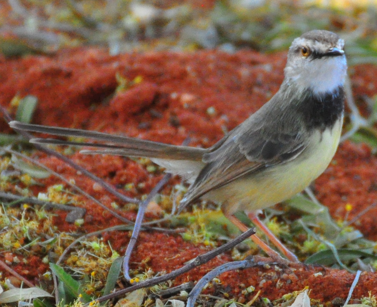 Black-Chested Prinia (Prinia flavicans)