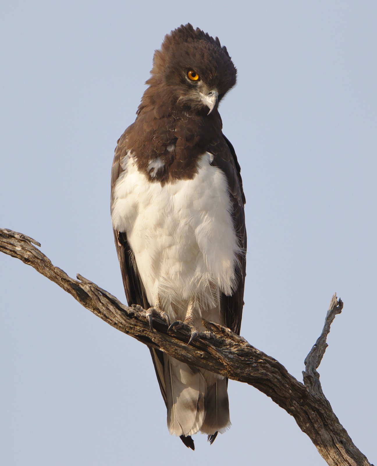 Black-Chested Snake Eagle (Circaetus pectoralis)