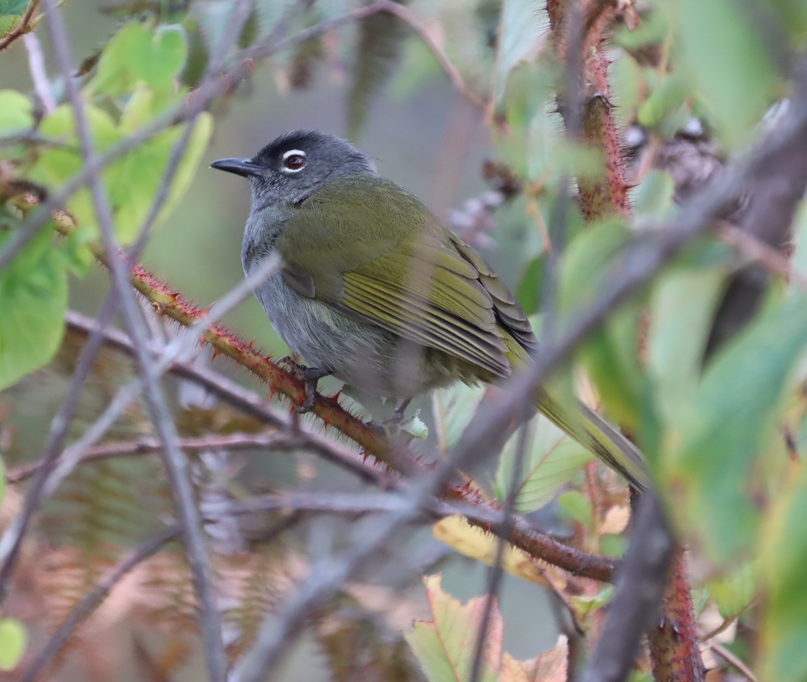 Black-Browed Mountain Greenbul (Arizelocichla fusciceps)
