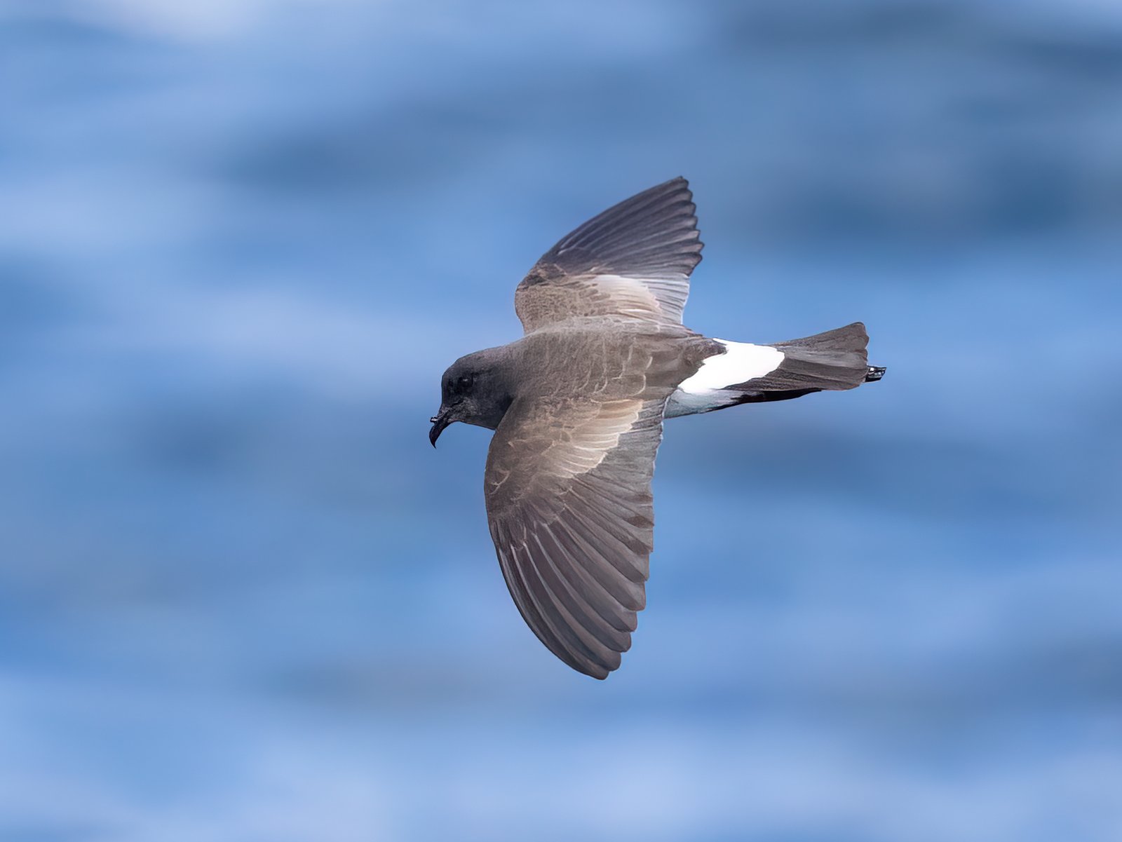 Black-Bellied Storm Petrel (Fregetta tropica)
