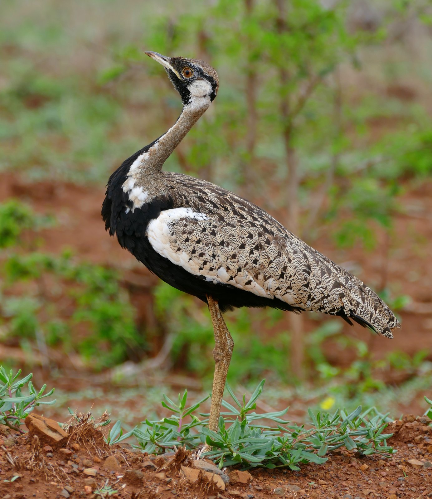 Black-Bellied Bustard (Lissotis melanogaster)