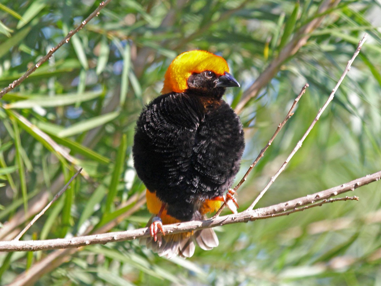 Zanzibar Red Bishop (Euplectes nigroventris)
