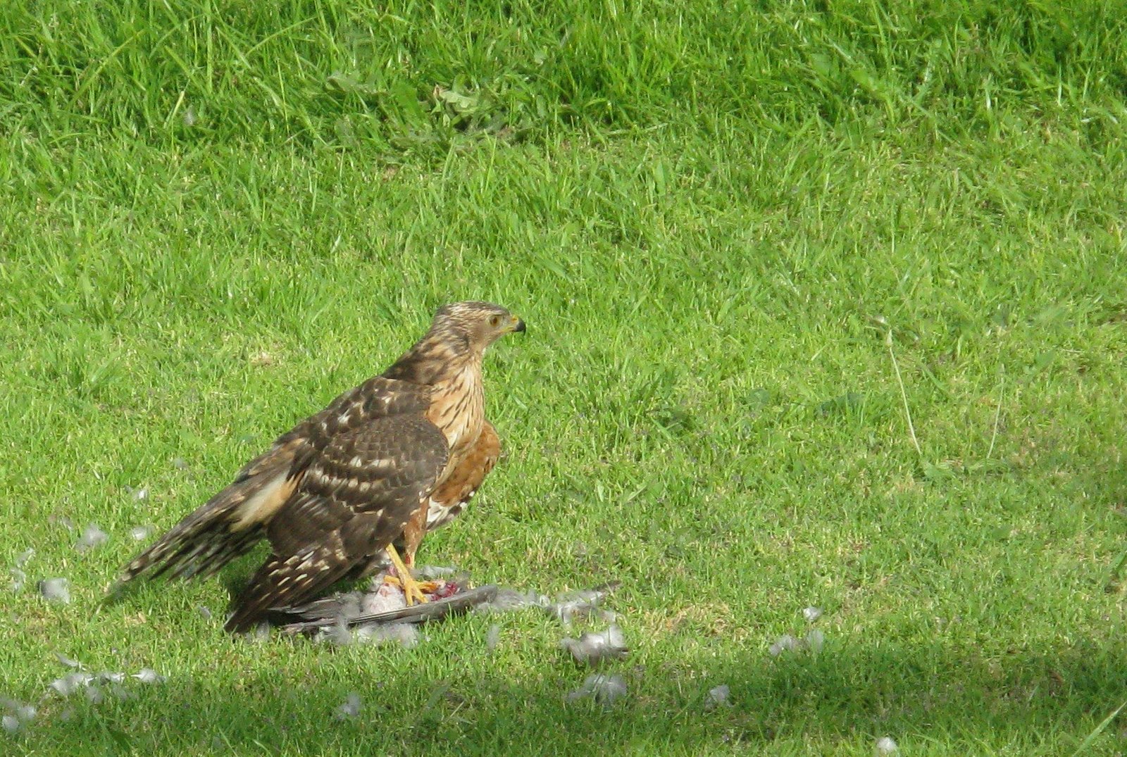Black Sparrowhawk (Astur melanoleucus)