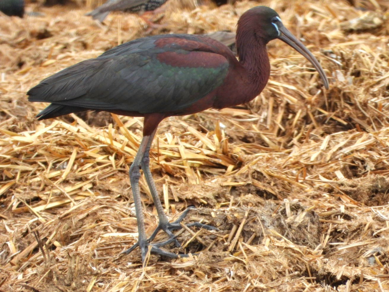 Glossy Ibis (Plegadis falcinellus)