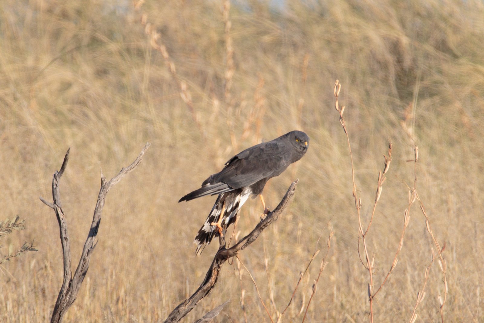 Black Harrier (Circus maurus)