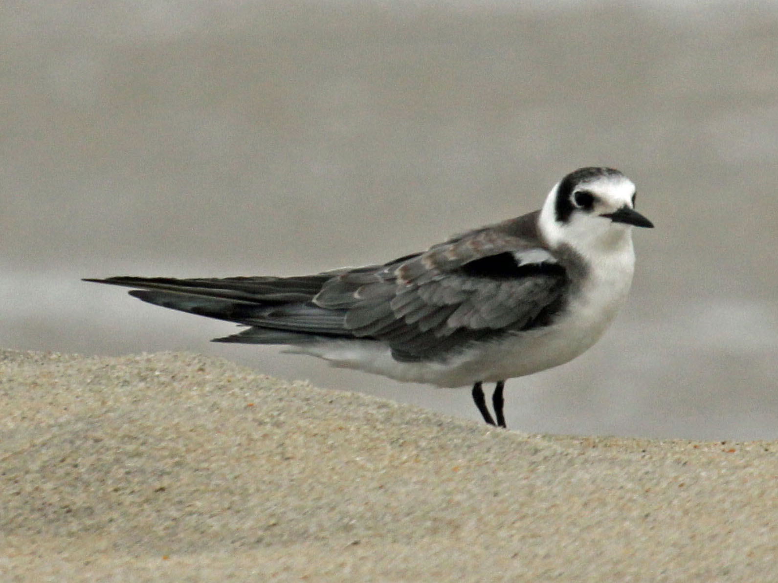 Black Tern (Chlidonias niger)
