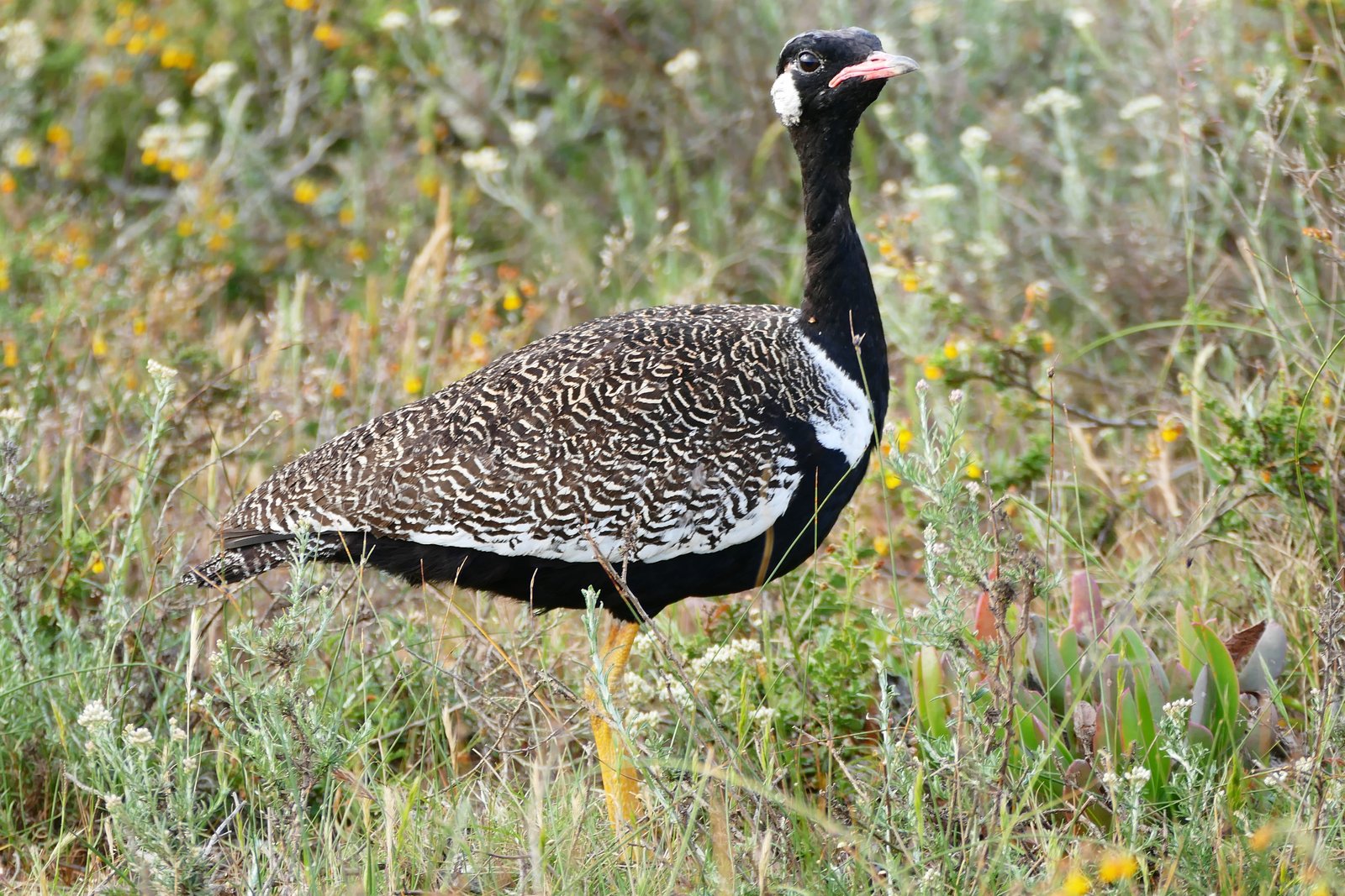 Southern Black Korhaan (Afrotis afra)