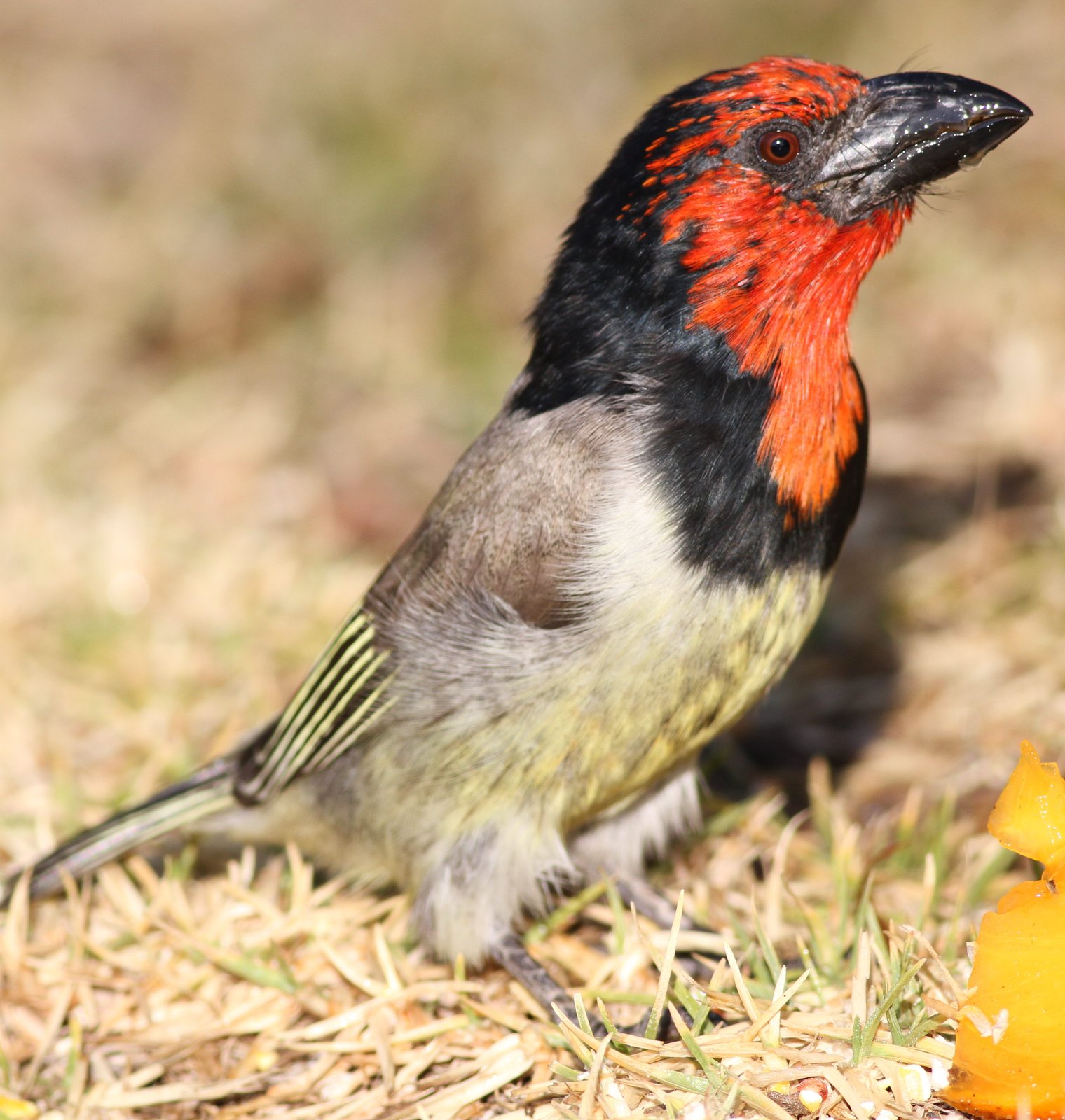 Black-Collared Barbet (Lybius torquatus)