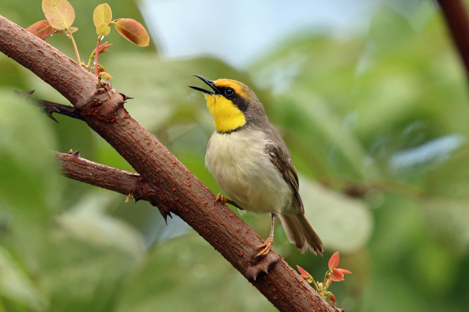 Black-Necked Eremomela (Eremomela atricollis)