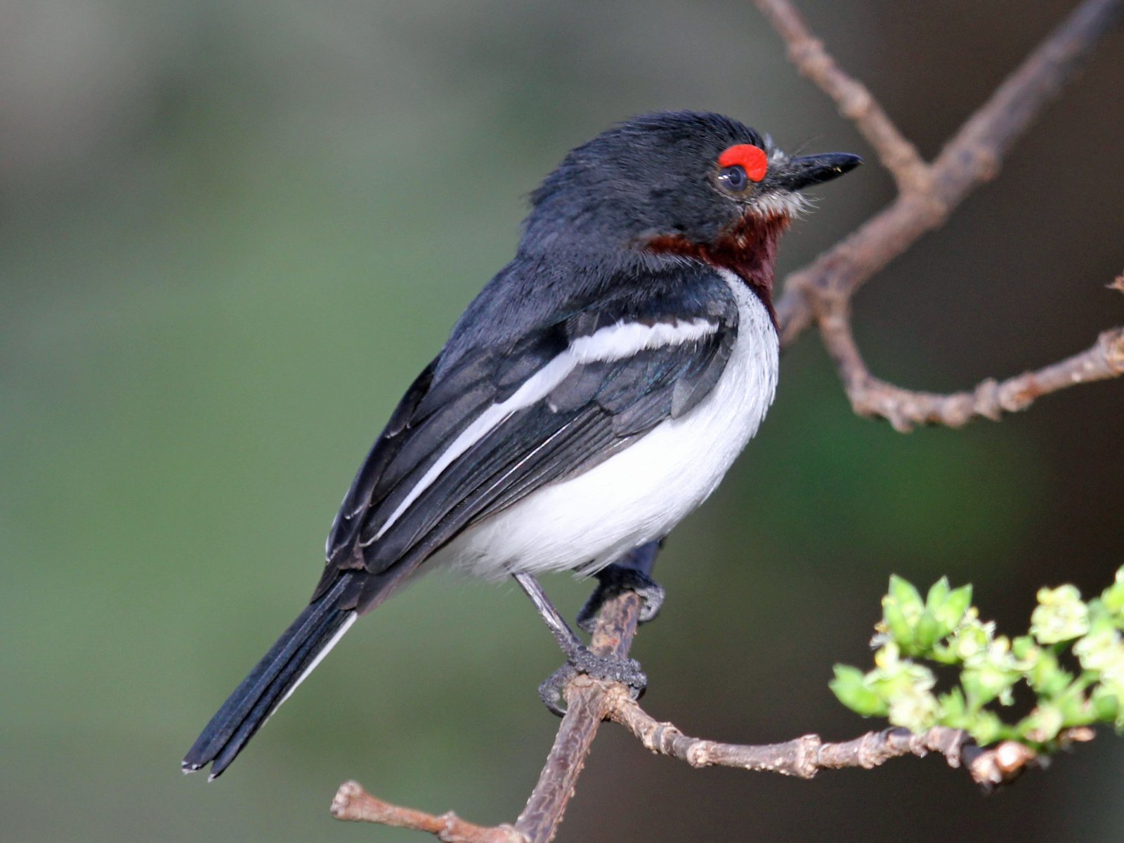 Black-Throated Wattle-Eye (Platysteira peltata)