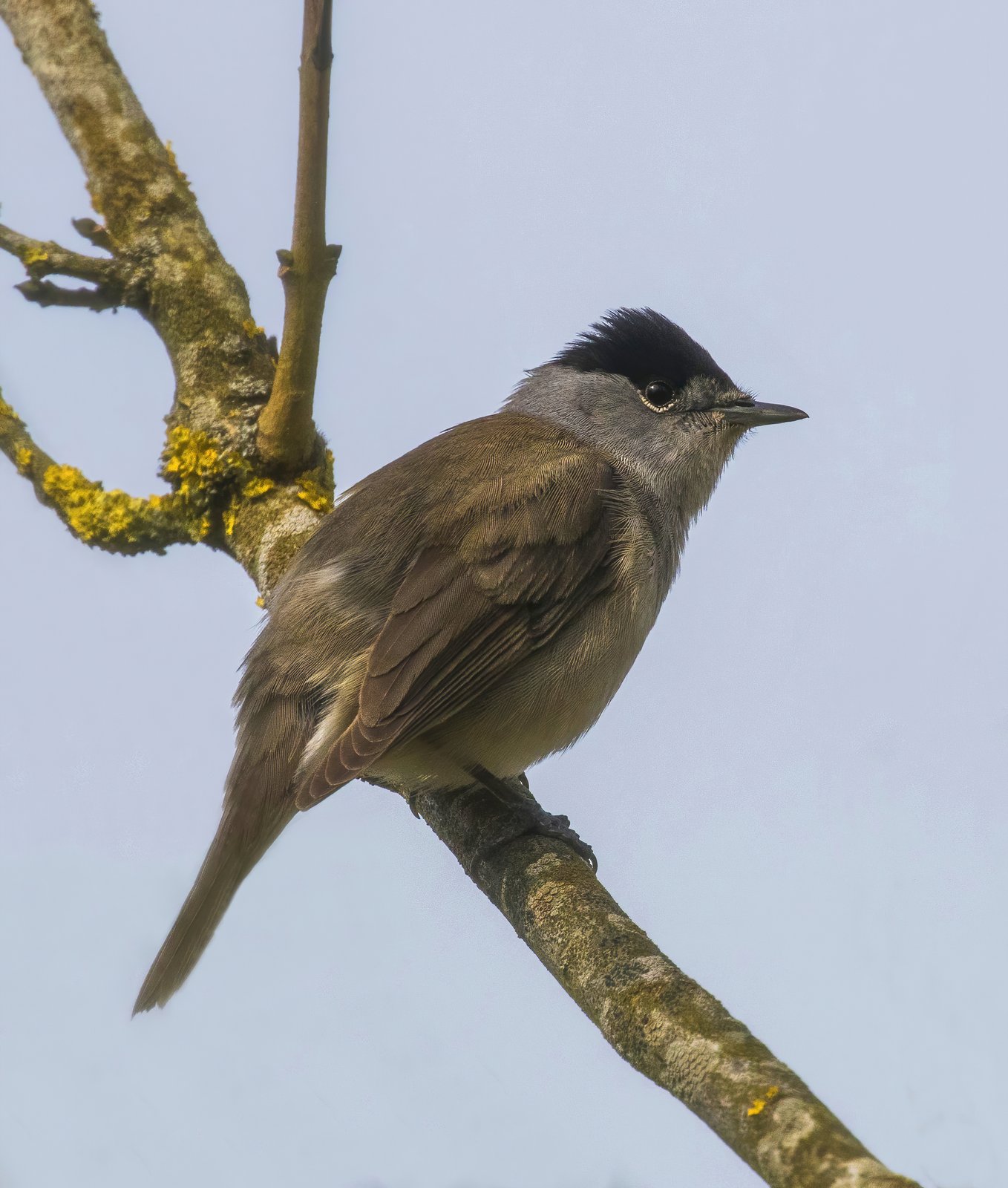 Eurasian Blackcap (Sylvia atricapilla)