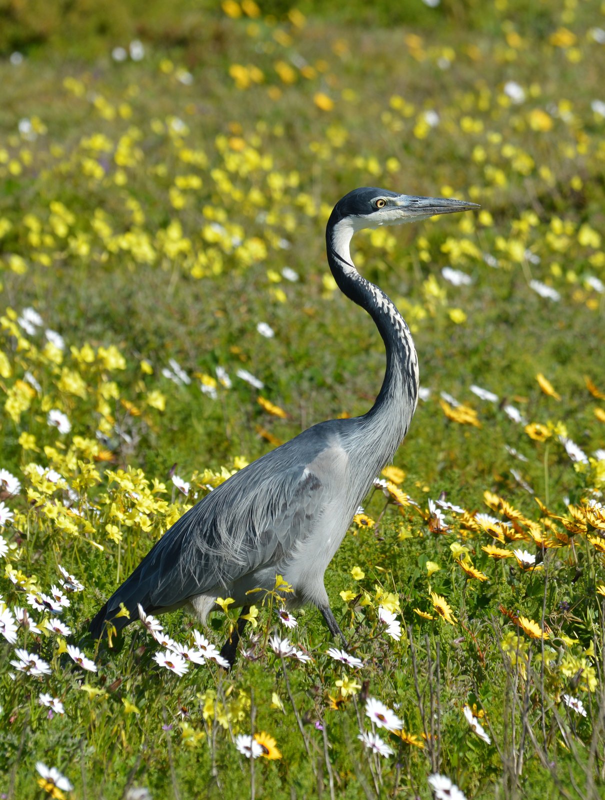 Black-Headed Heron (Ardea melanocephala)
