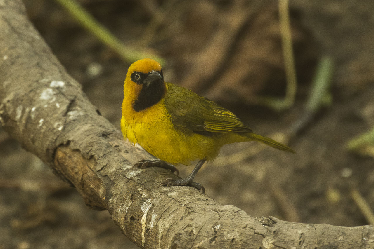 Black-Necked Weaver (Ploceus nigricollis)