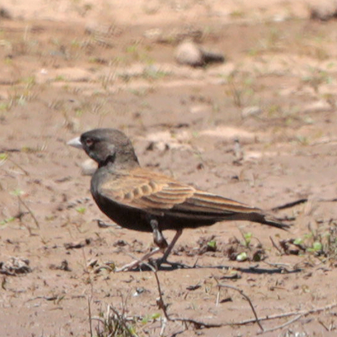 Black-Eared Sparrow-Lark (Eremopterix australis)