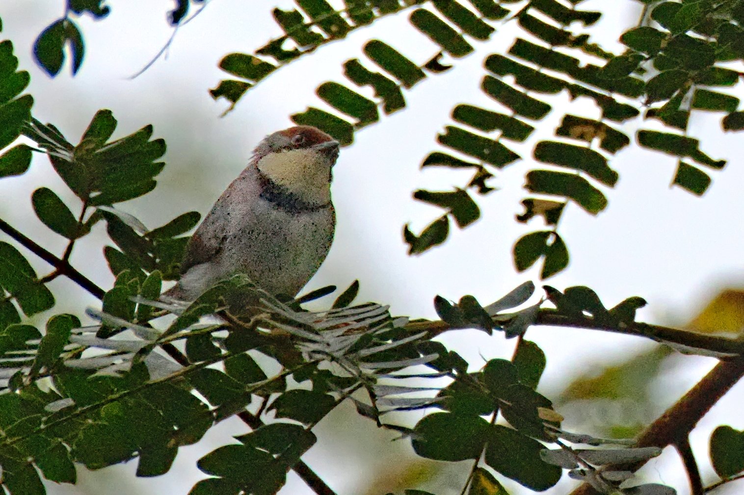 Buff-Throated Apalis (Apalis rufogularis)