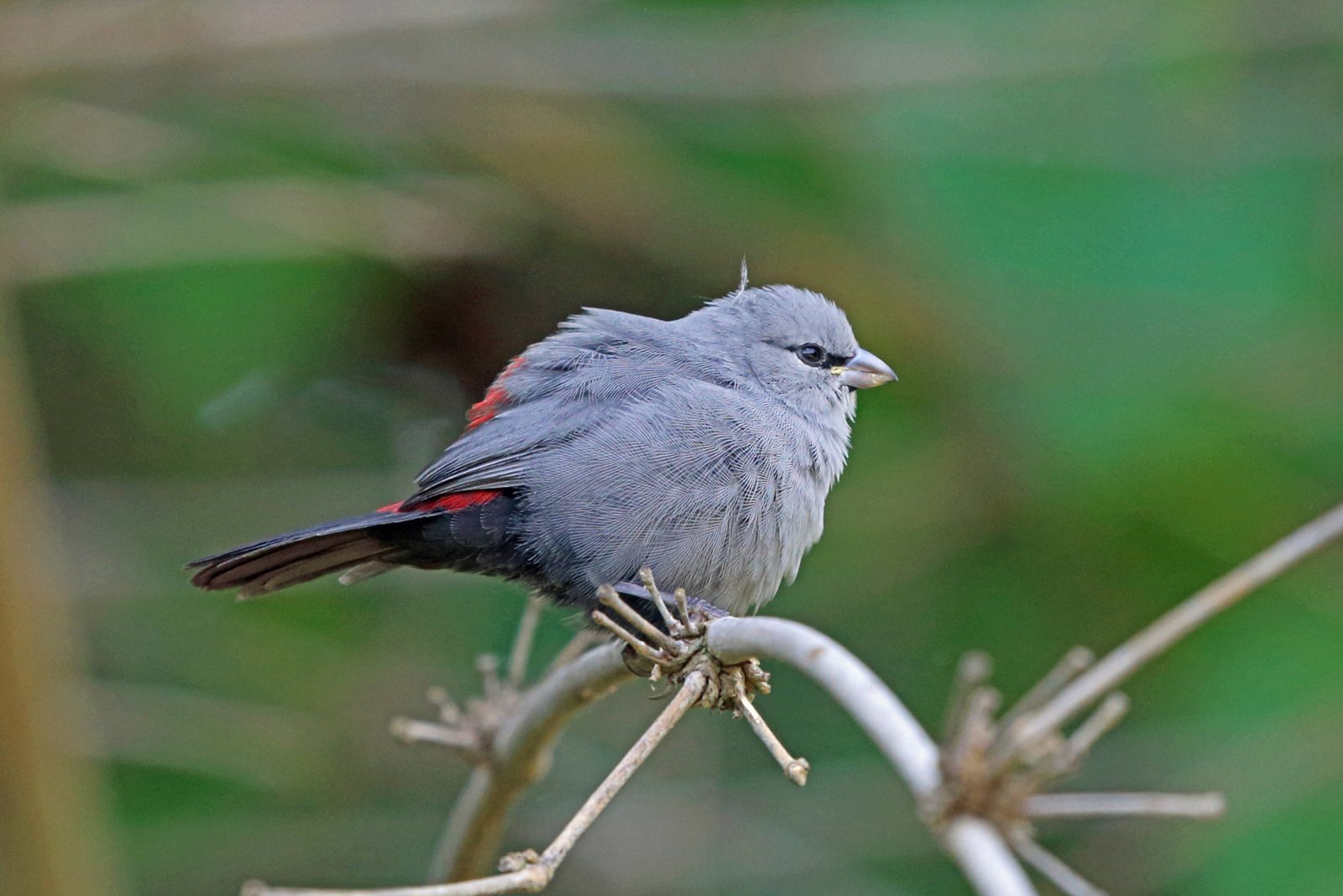 Grey Waxbill (Glaucestrilda perreini)