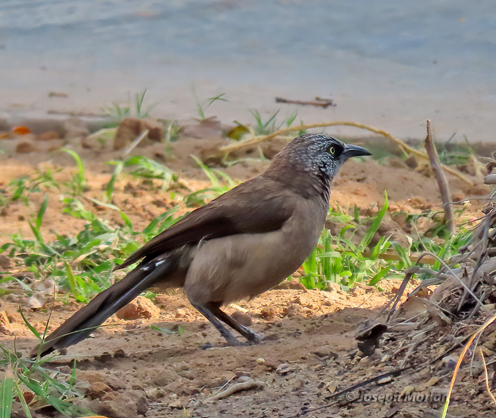 Black-Faced Babbler (Turdoides melanops)