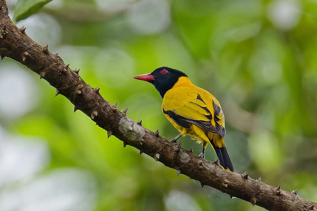 Black-Winged Oriole (Oriolus nigripennis)