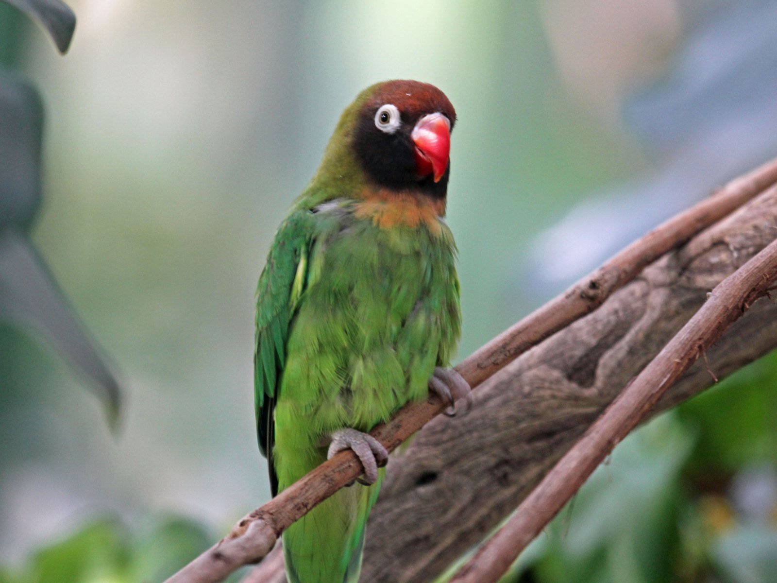 Black-Cheeked Lovebird (Agapornis nigrigenis)