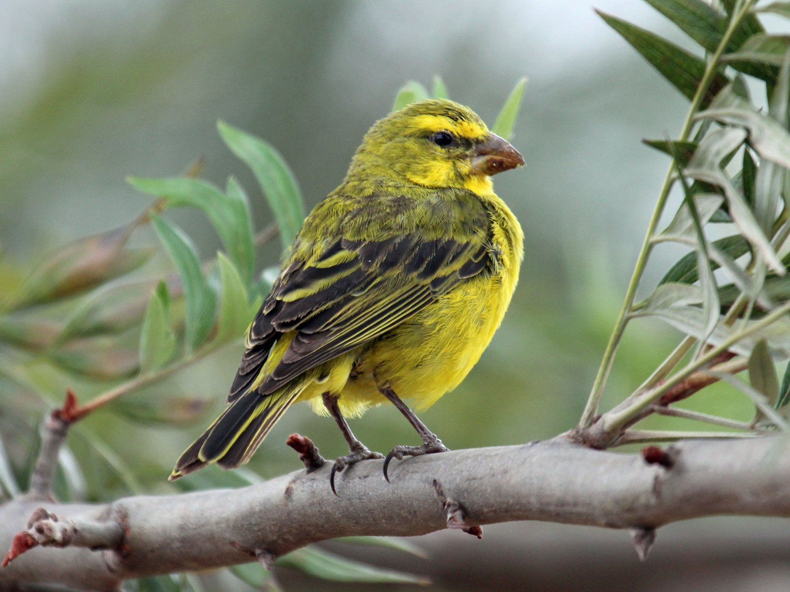 Brimstone Canary (Crithagra sulphurata)
